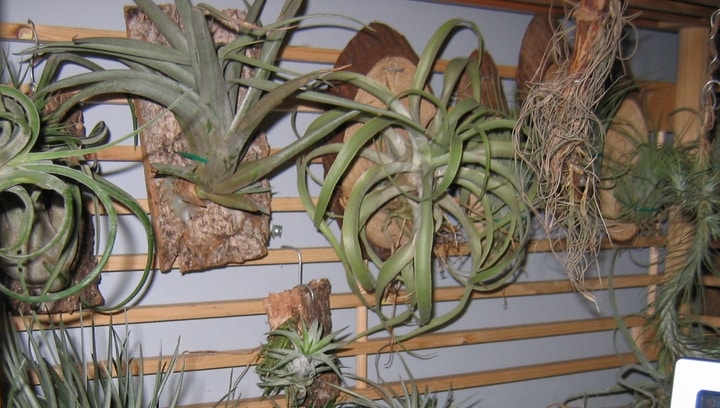 airplant wall garden airplant wall garden