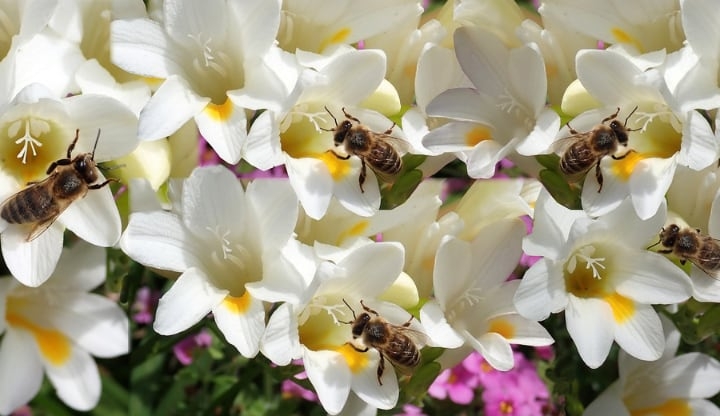 ambassador freesia flowers with bees ambassador freesia flowers with bees