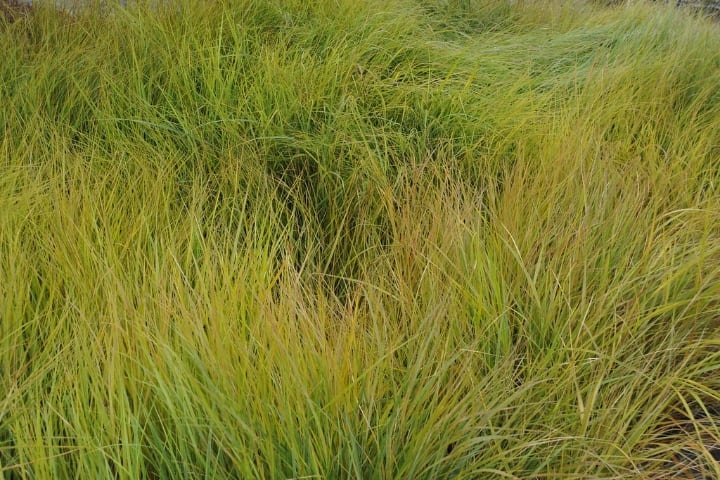 anemanthele lessoniana pheasant grass dry shade plant anemanthele lessoniana pheasant grass dry shade plant