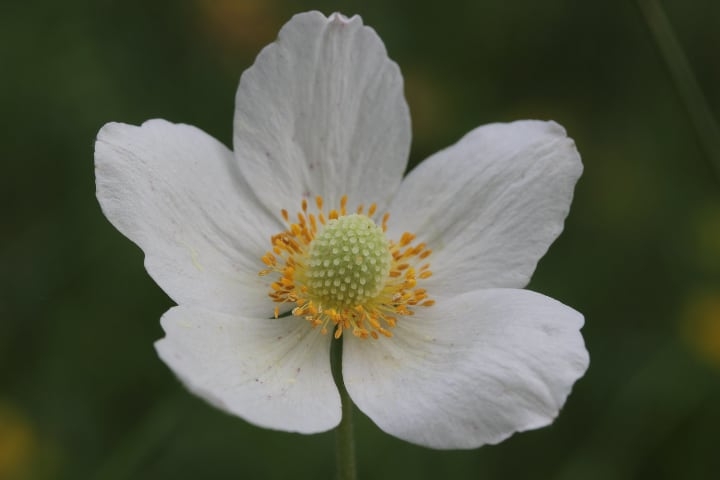 Anemone Flowers Easy Guide: How to Grow Anemones - Foter