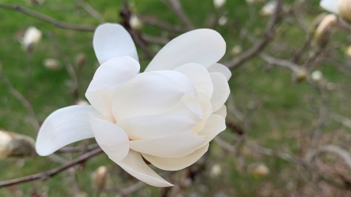 anise magnolia flower anise magnolia flower