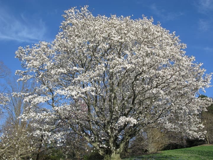 anise magnolia tree anise magnolia tree
