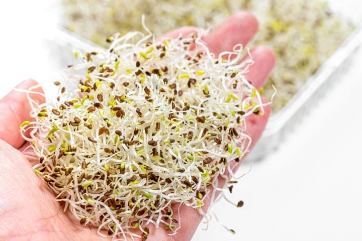 antioxidant rich microgreens antioxidant rich microgreens