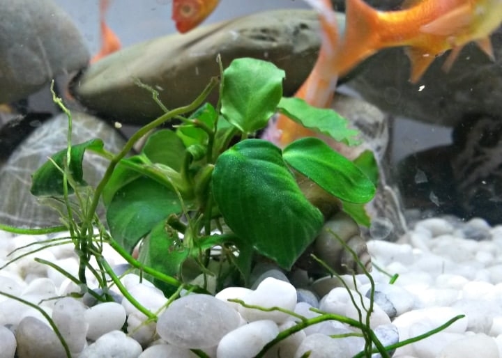 anubias freshwater aquarium plant anubias freshwater aquarium plant