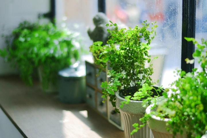apartment garden in pots apartment garden in pots