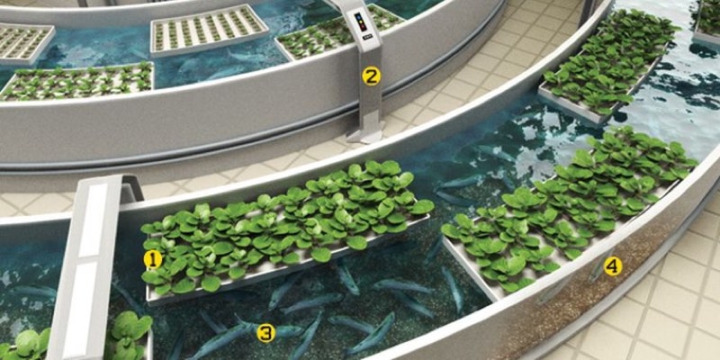 Aquaponics 101 Quick And Easy Aquaponic Systems Full Guide Foter