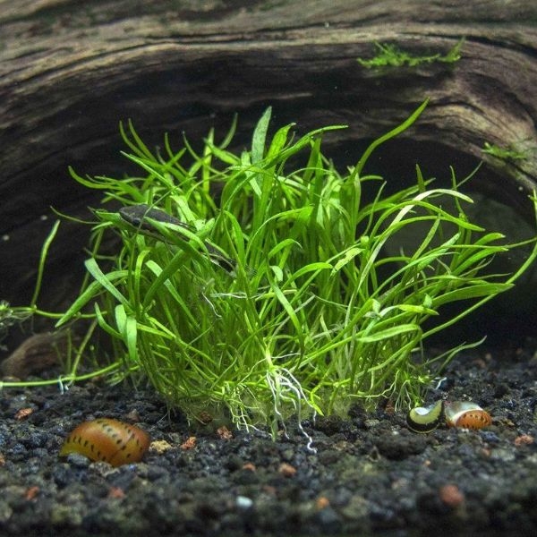 aquarium plants amazon aquarium plants amazon