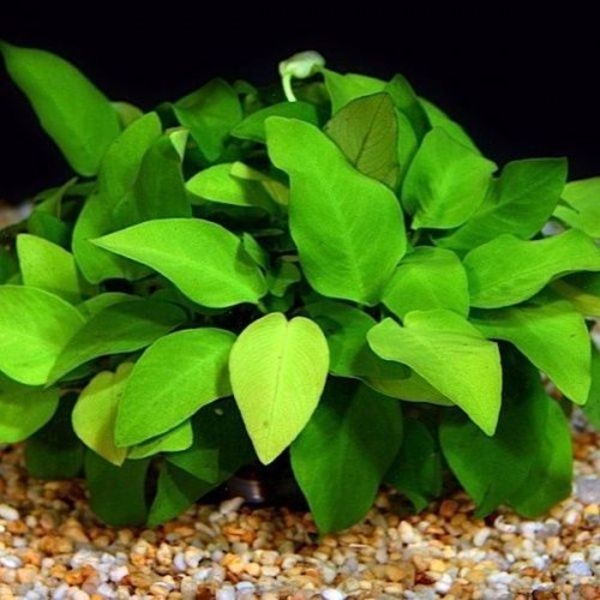 aquarium plants anubias aquarium plants anubias