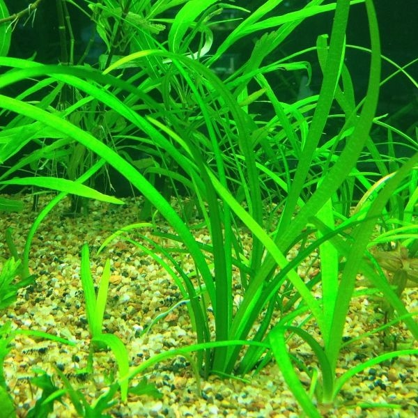 aquarium plants australia aquarium plants australia