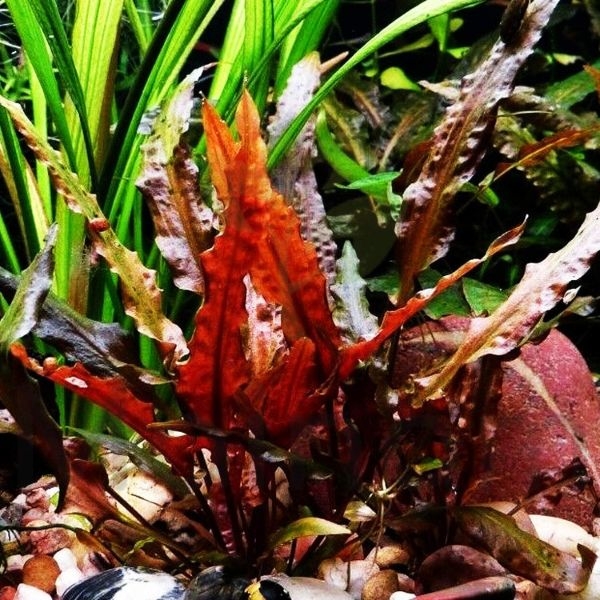 aquarium plants buy online aquarium plants buy online