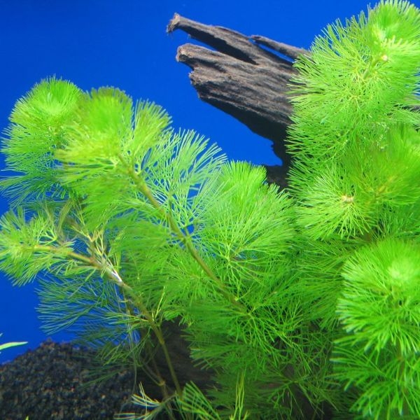 aquarium plants buy aquarium plants buy