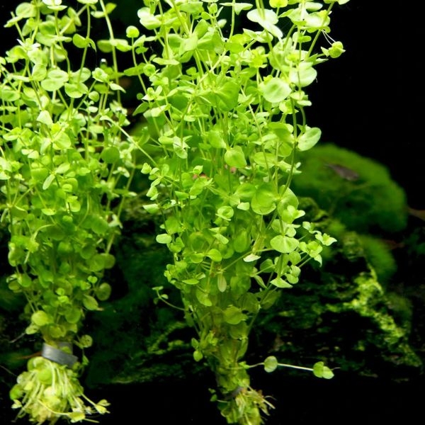 aquarium plants care for beginners aquarium plants care for beginners