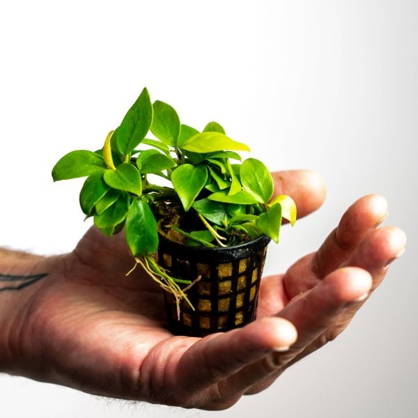 aquarium plants care aquarium plants care