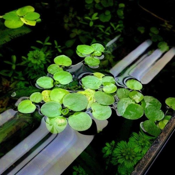 aquarium plants central aquarium plants central