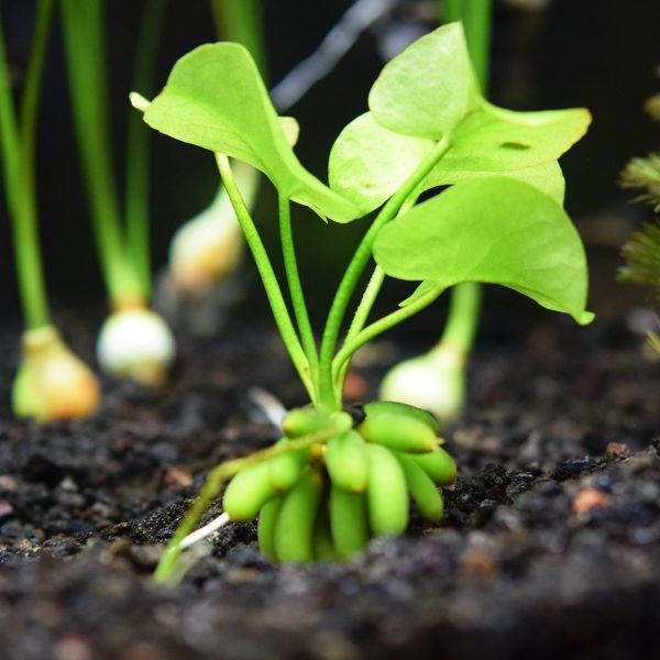 aquarium plants deficiency aquarium plants deficiency
