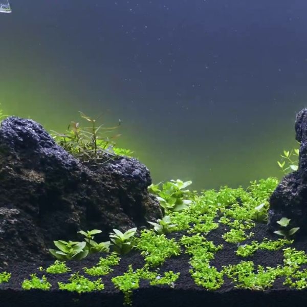 aquarium plants design aquarium plants design