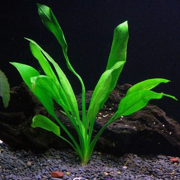 aquarium plants easy aquarium plants easy