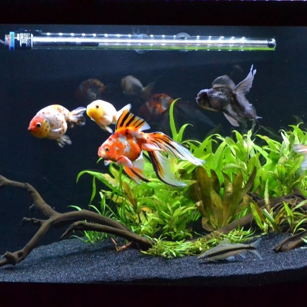 aquarium plants for goldfish aquarium plants for goldfish