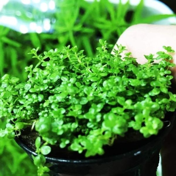 aquarium plants for sale aquarium plants for sale