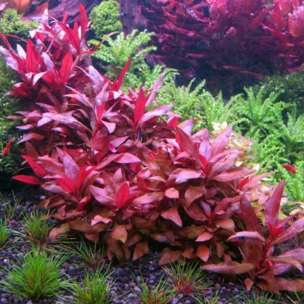 aquarium plants grass aquarium plants grass