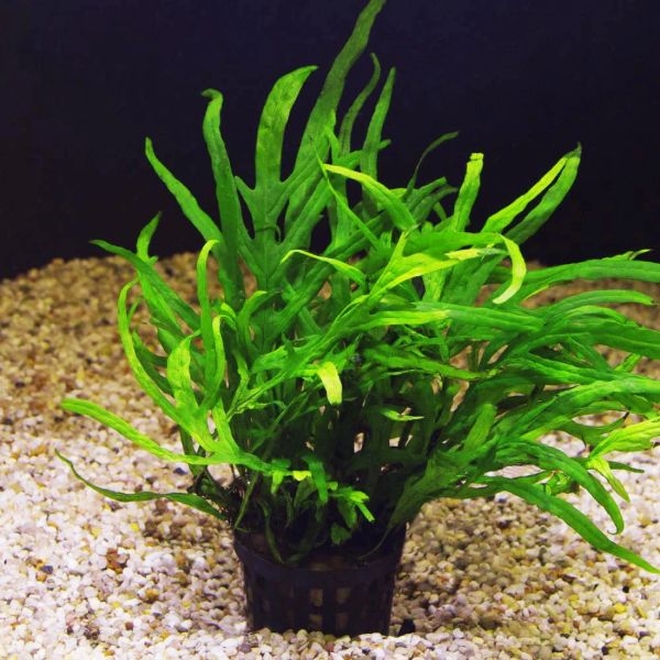 aquarium plants gravel aquarium plants gravel