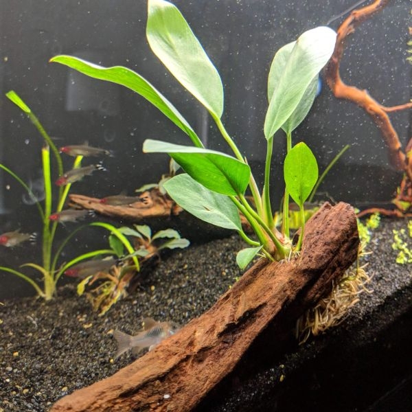 aquarium plants in pots aquarium plants in pots