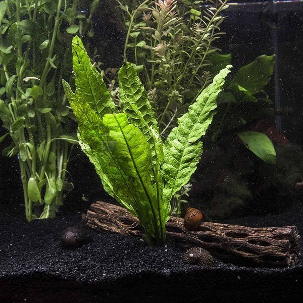 aquarium plants java fern aquarium plants java fern