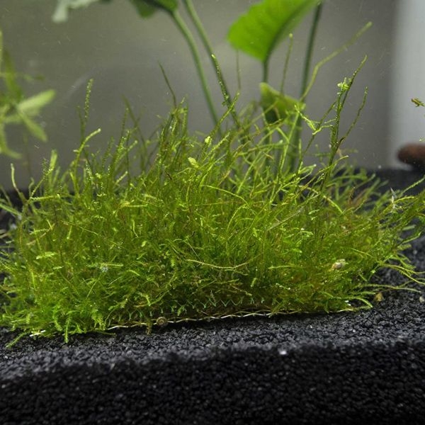 aquarium plants live aquarium plants live