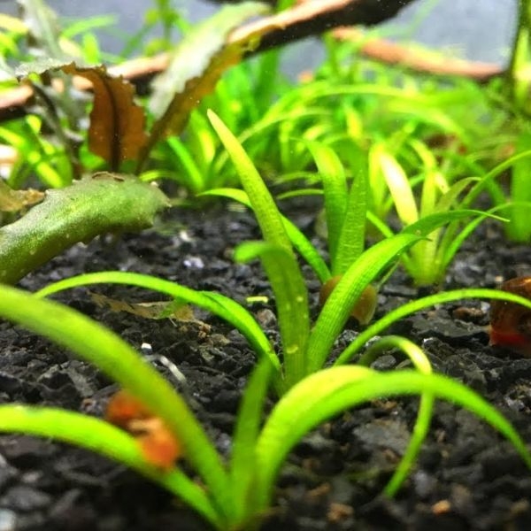 aquarium plants low light aquarium plants low light