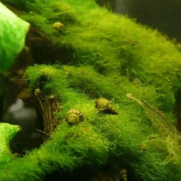 aquarium plants moss aquarium plants moss