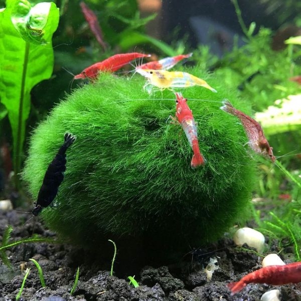 aquarium plants name aquarium plants name