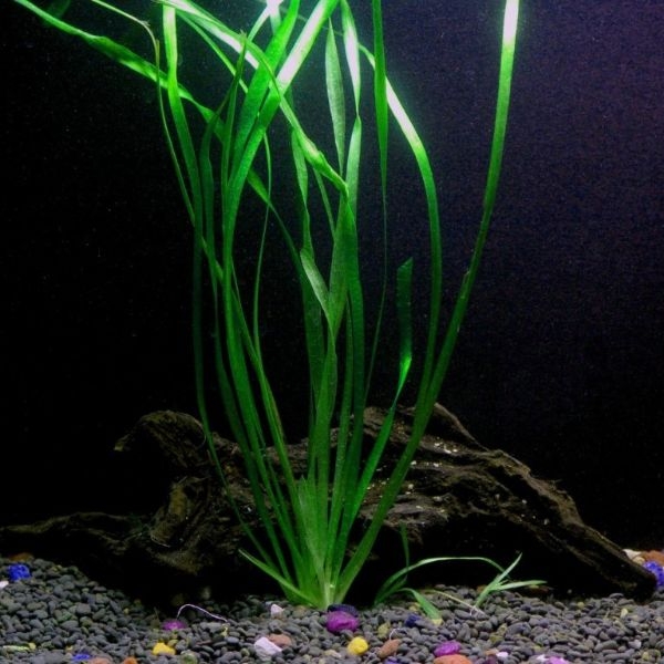 aquarium plants near me aquarium plants near me
