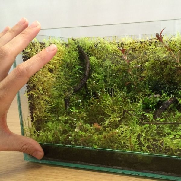 aquarium plants no co aquarium plants no co