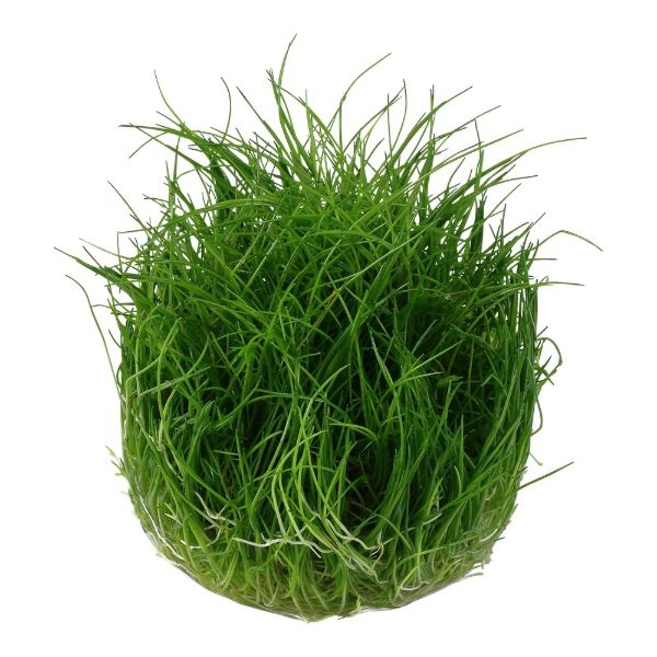 aquarium plants real aquarium plants real