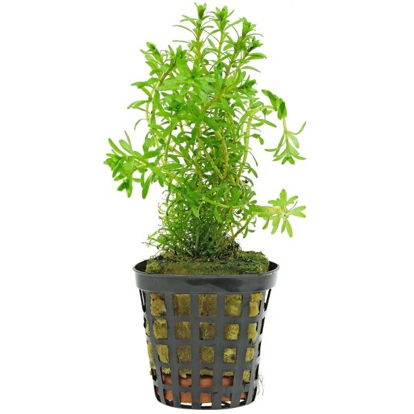 aquarium plants rotala aquarium plants rotala