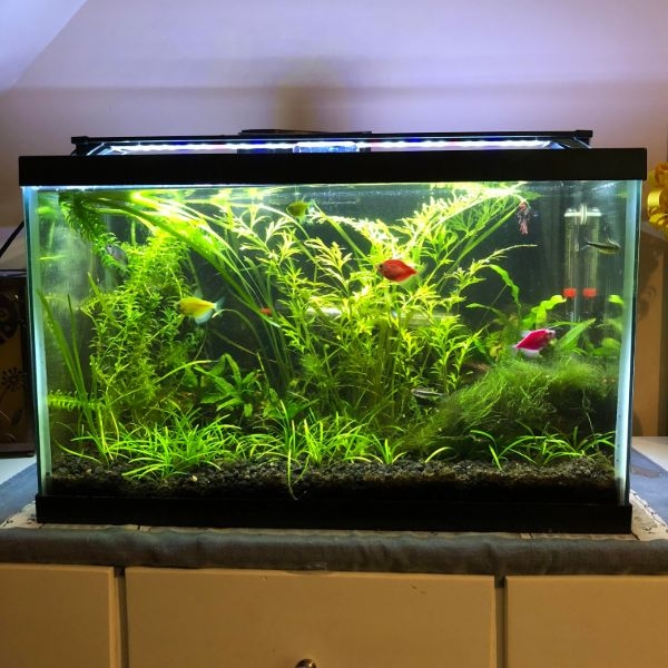 aquarium plants set up aquarium plants set up
