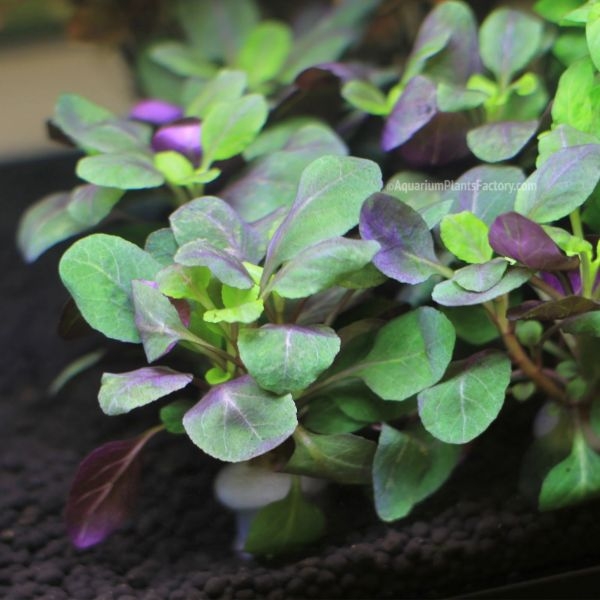 aquarium plants soil aquarium plants soil