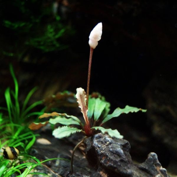 aquarium plants substrate aquarium plants substrate