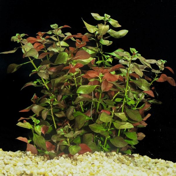 aquarium plants uk aquarium plants uk