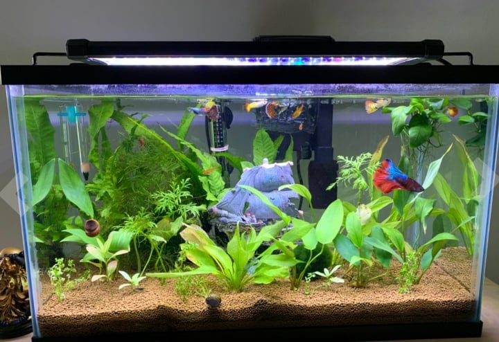 aquarium with full spectrum led light aquarium with full spectrum led light