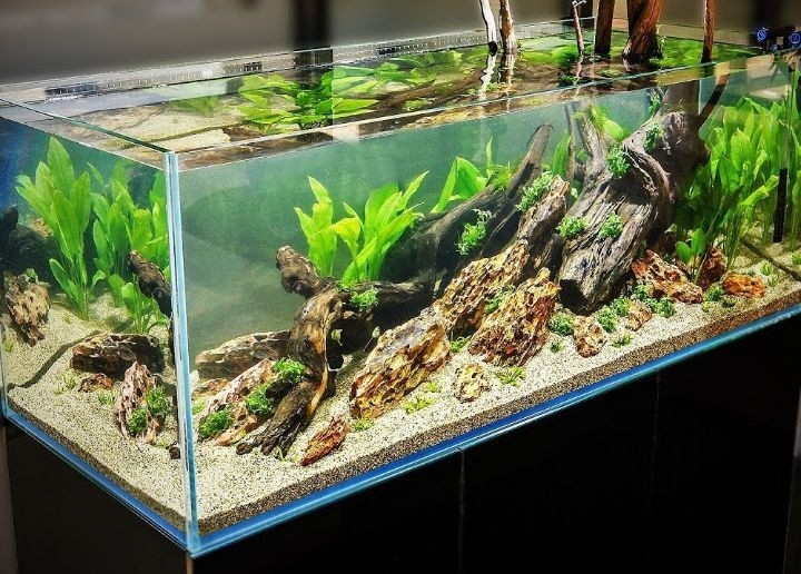 cool fish tank theme ideas