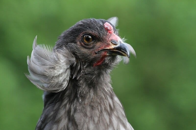 araucana chicken coop breed araucana chicken coop breed