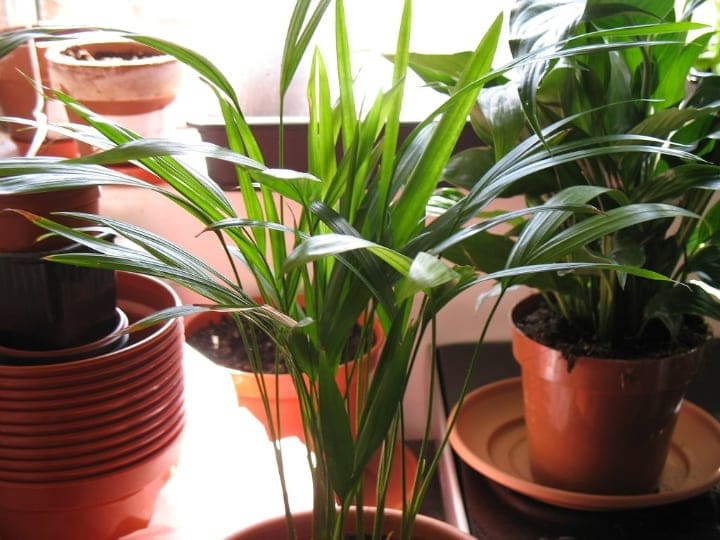 areca palm low light indoor shade trees areca palm low light indoor shade trees