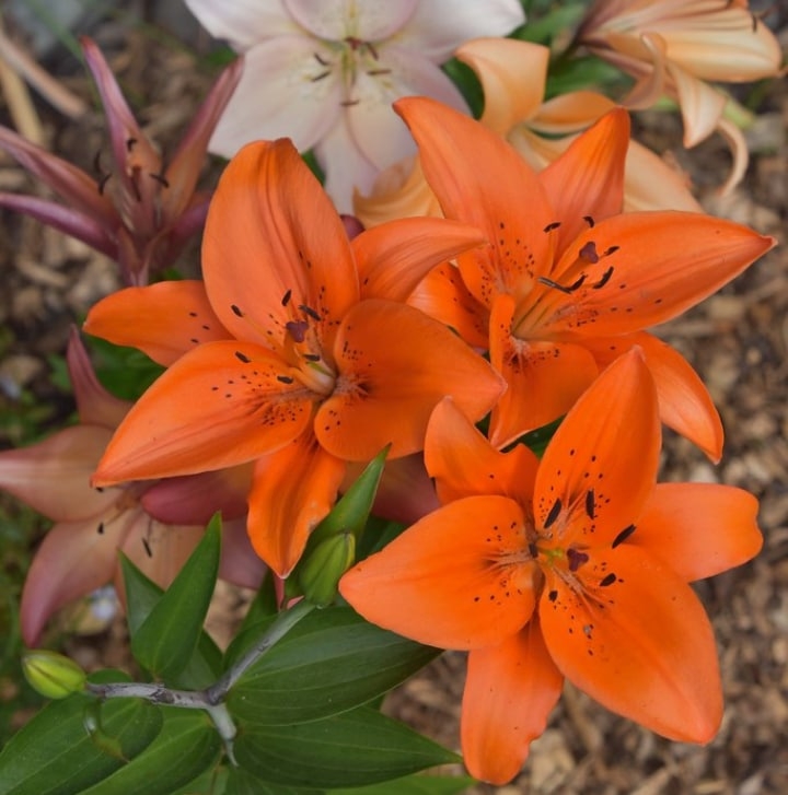 asiatic lily hybrid asiatic lily hybrid