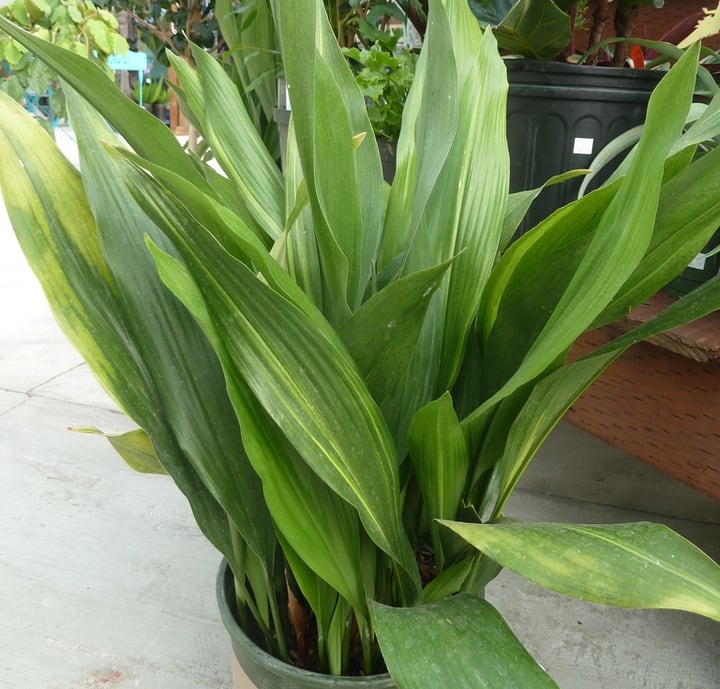 aspidistra elatior indoor plant aspidistra elatior indoor plant