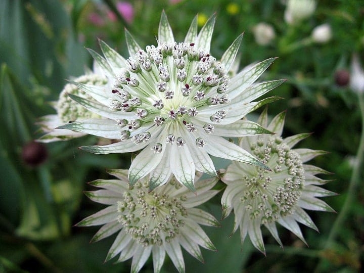 astrantia dry shade plant astrantia dry shade plant