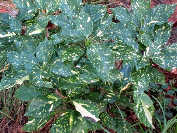aucuba japonica shade loving plants aucuba japonica shade loving plants