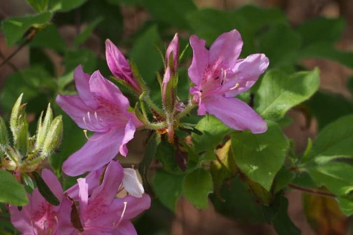 azalea shade loving shrub azalea shade loving shrub