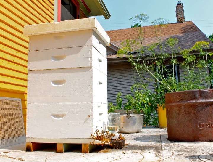 backyard beehive backyard beehive