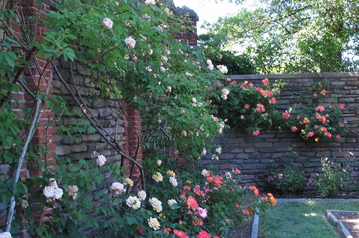 backyard rose garden plans